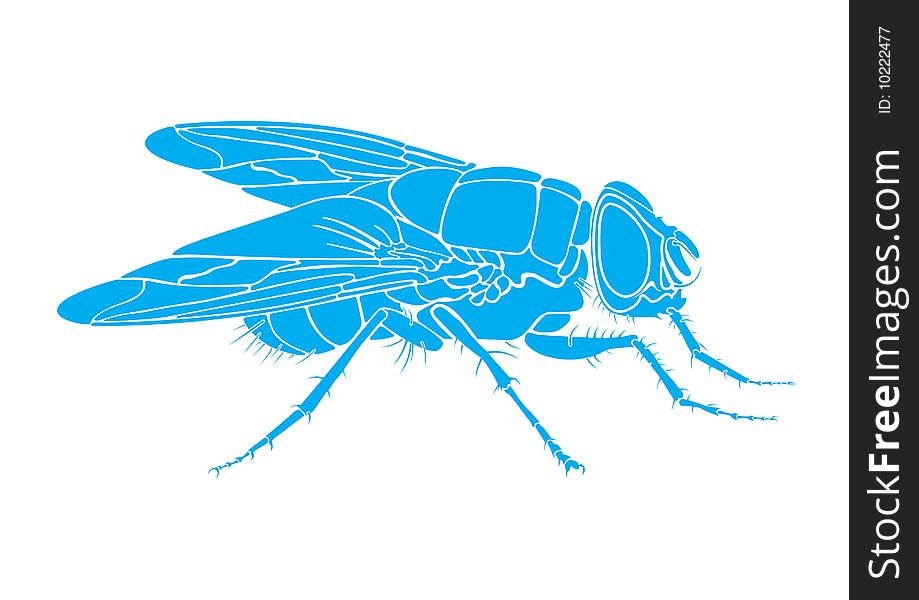 Vector fly. Size and color can be changed.
