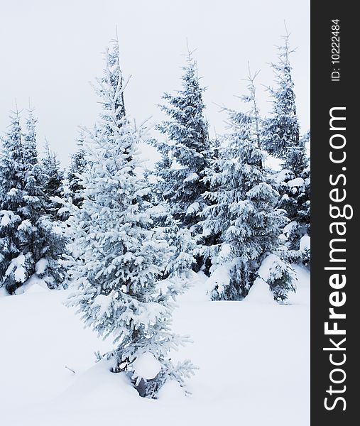 Winter tree in Carpathian mountains