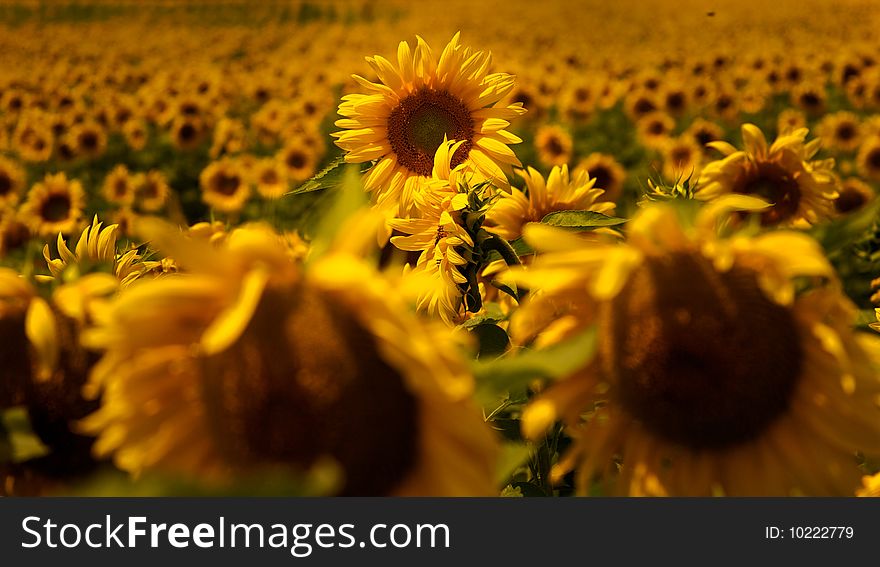 Sunflower standing up in a field