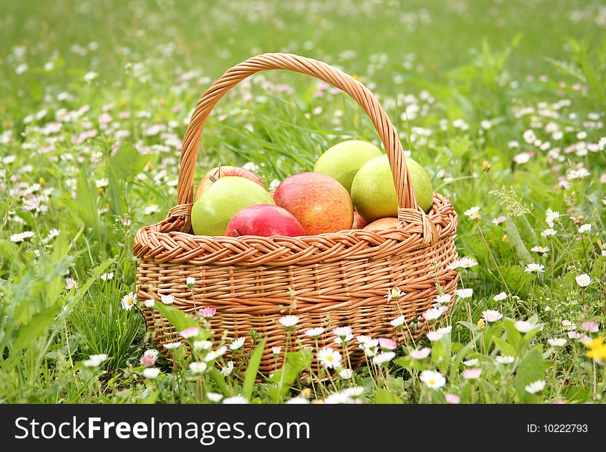 Basket with fresh sweet apples on green grass. Basket with fresh sweet apples on green grass