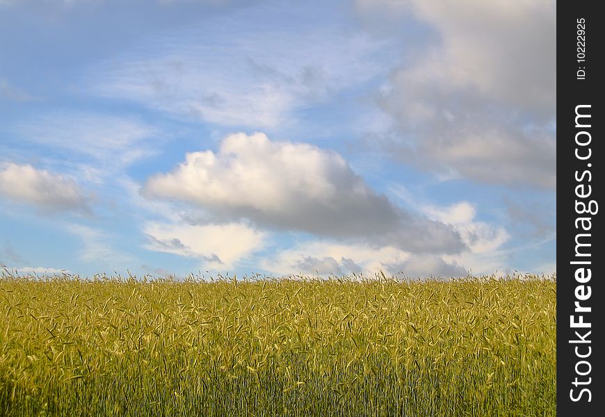 Corn Field Against The Blue Sky