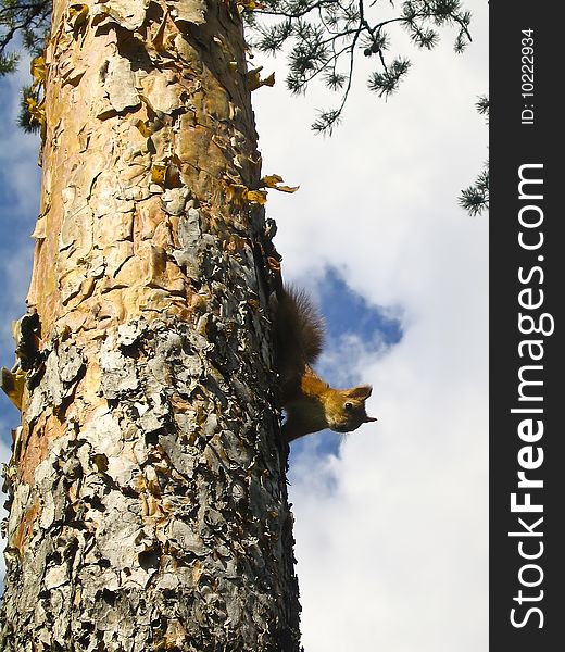 A red squirrel on a tree in the natural reserve of Meenikunno in Estonia