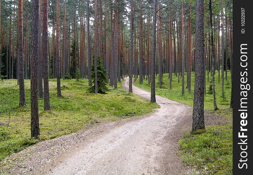 A road in the forest