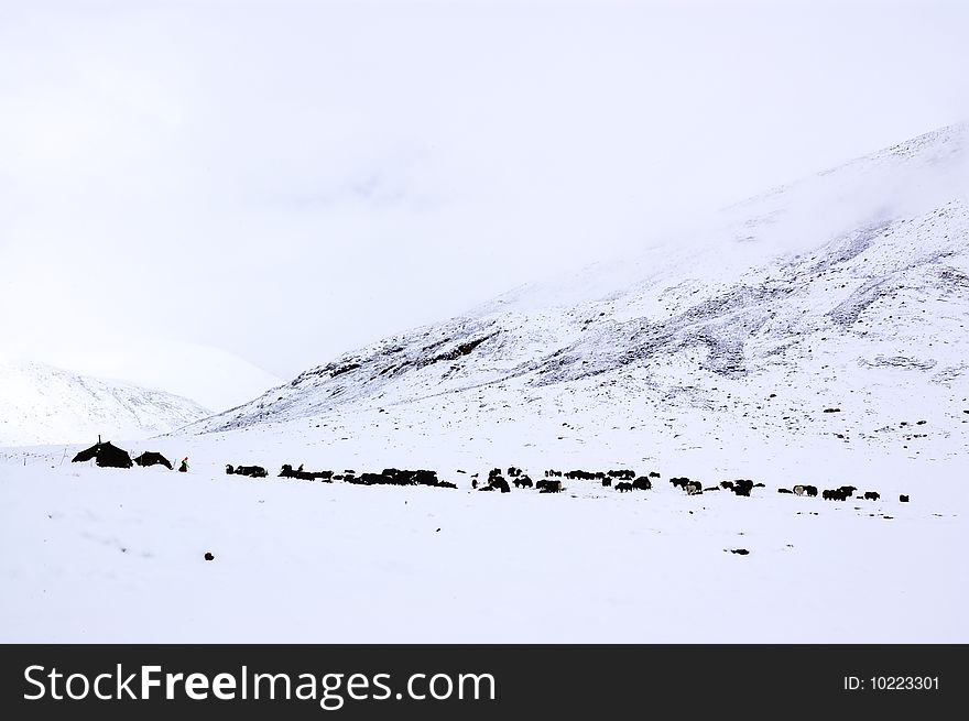 Herders and livestock grazing in snowfield