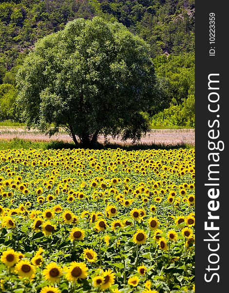 Sunflower field with a tree, Provence, France