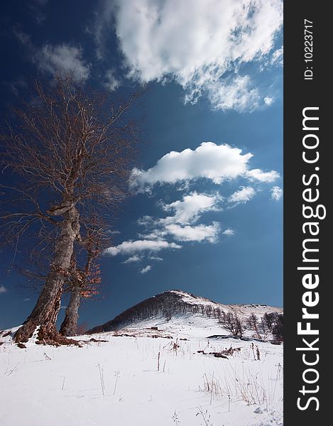 peak ispolin in stara planina mountain,bulgaria.beech-trees in front of mountain peak and blue sky with some clouds.winter. peak ispolin in stara planina mountain,bulgaria.beech-trees in front of mountain peak and blue sky with some clouds.winter.