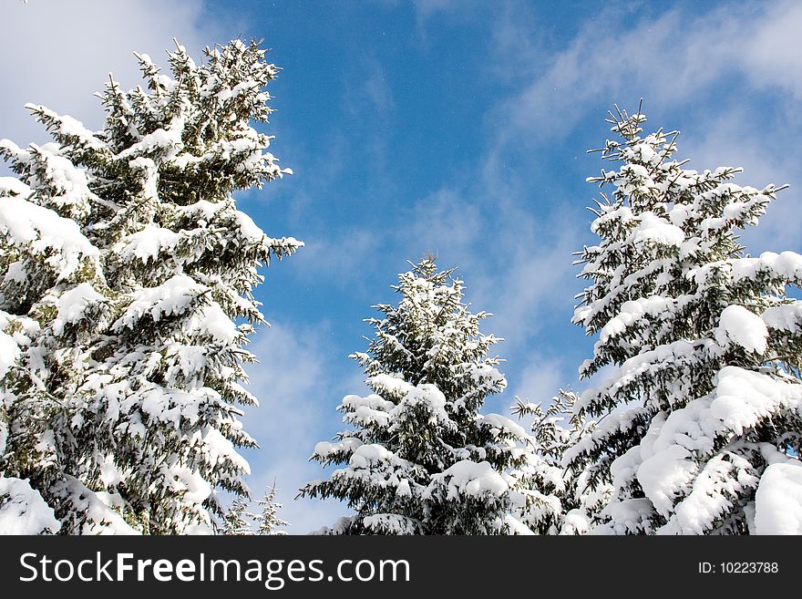 Winter tree on a blue sky