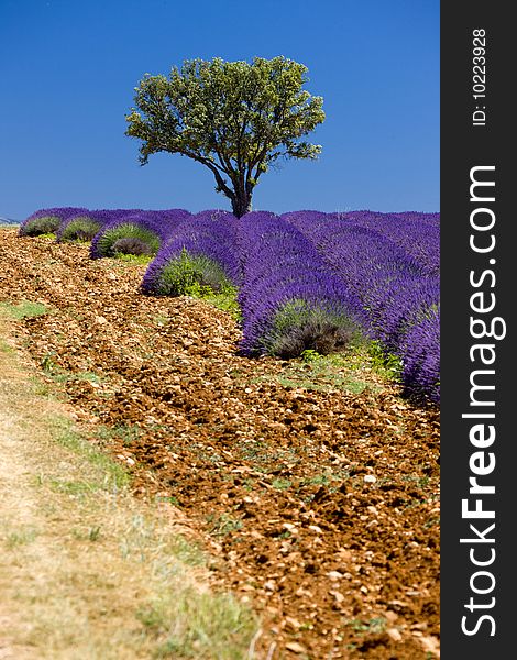 Lavender field with a tree, Provence, France