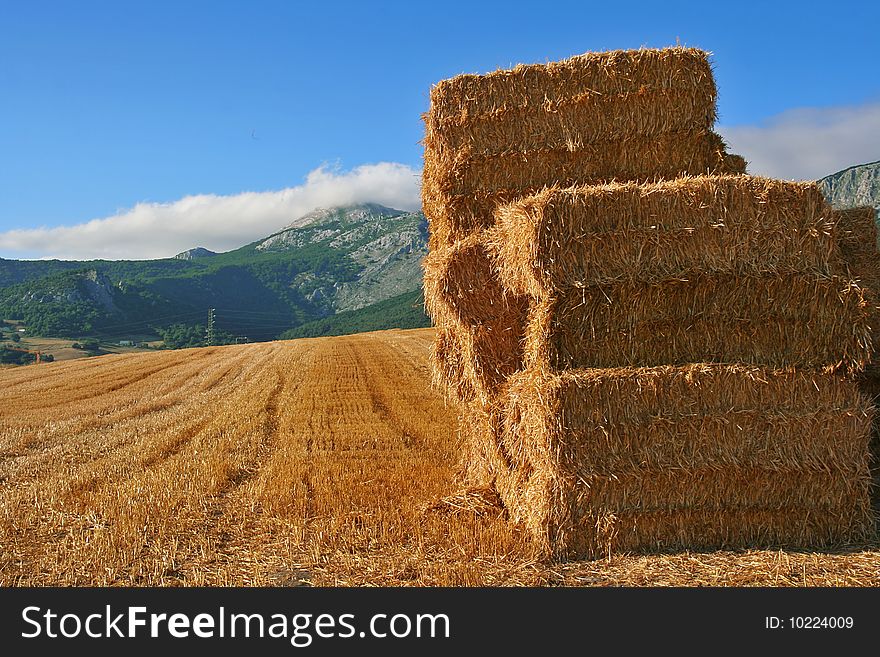 An image of a field with yellow  straw packs