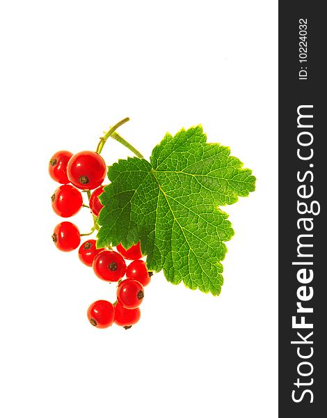 Red currant on a white background