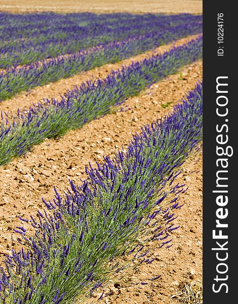 Lavender field, Plateau de Valensole, Provence, France