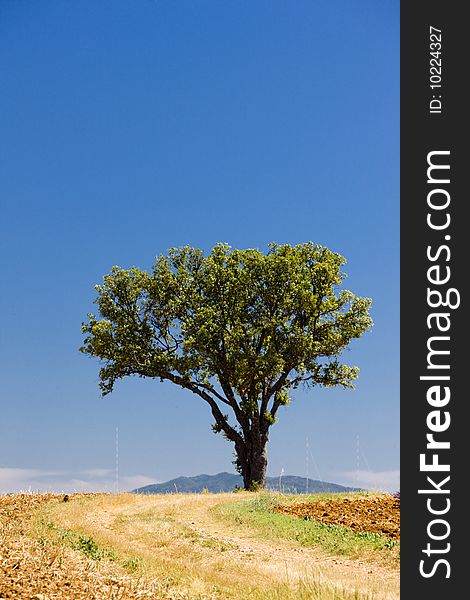 Lonely tree in Provence, France