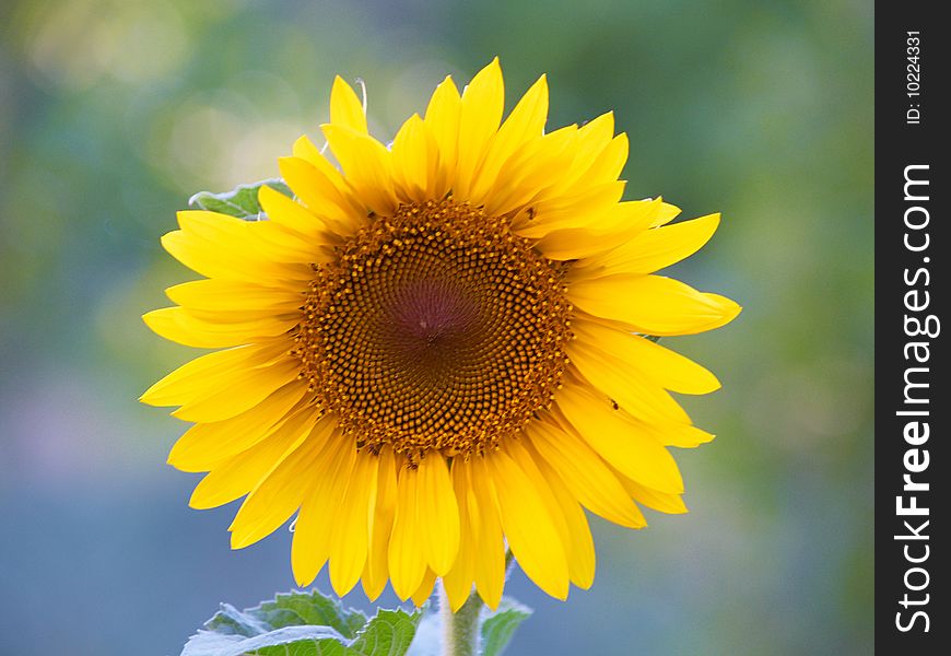 Beautiful yellow sunflower on the green background