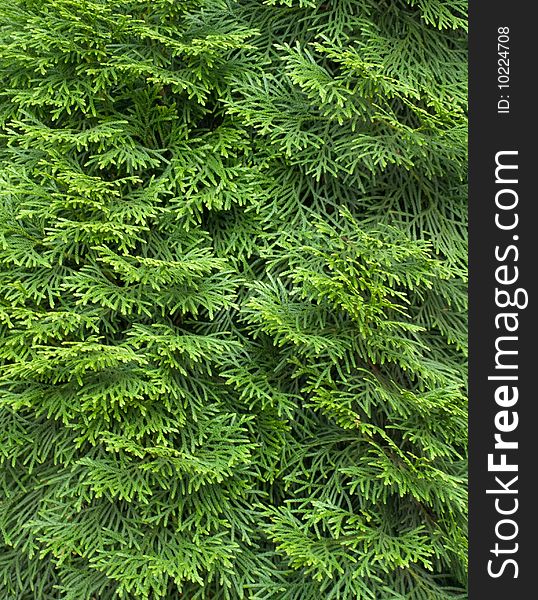 Green spruce branches for the background