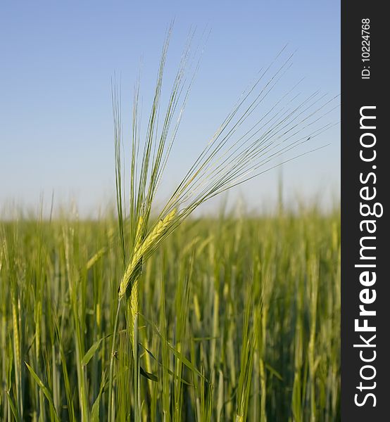 Green wheat and blue sky