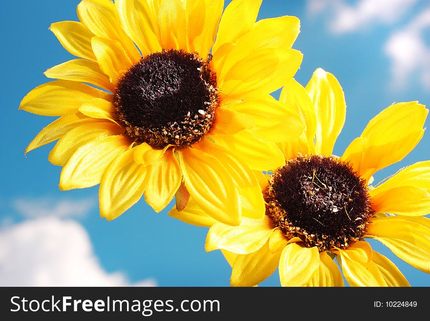 Close up of two sunflowers in front of a blue sky with clouds.