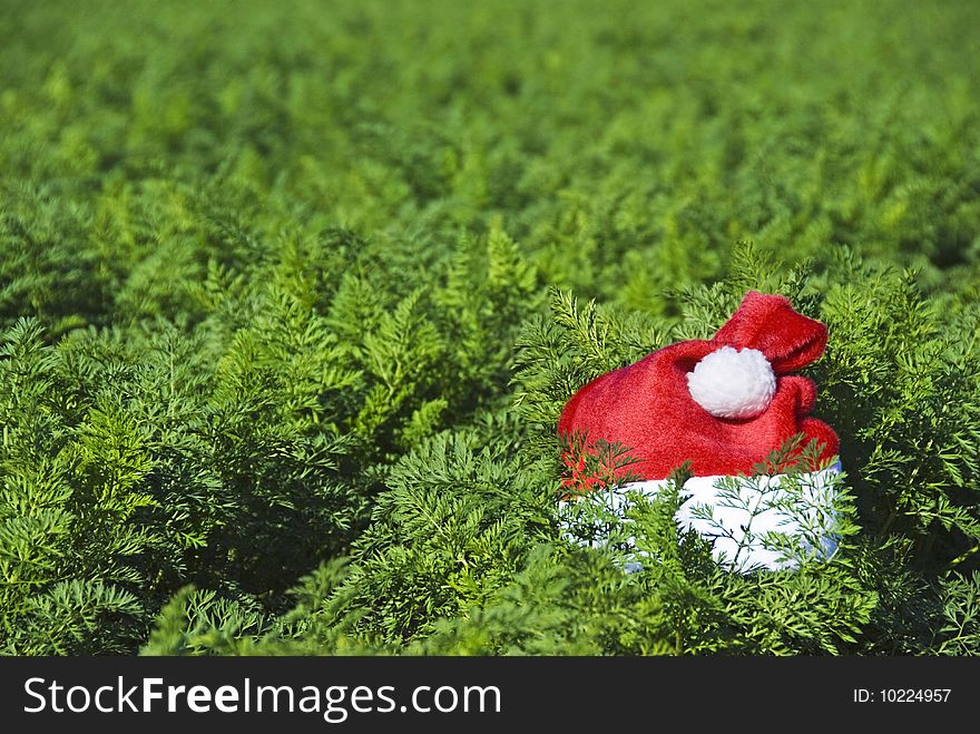 Santa S Hat In A Farm Field