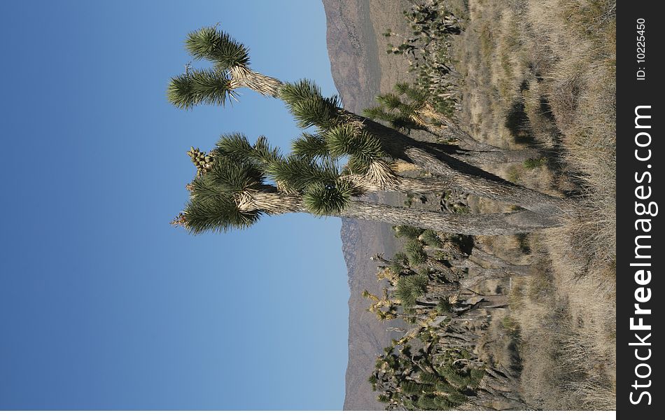 Joshua trees in Mojave Desert, California