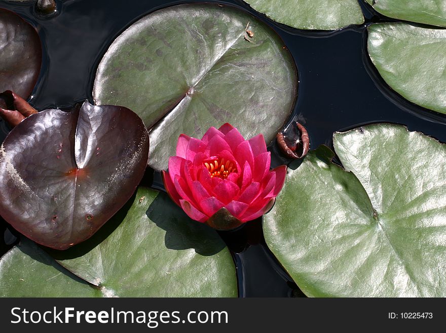 Water lily in a pond