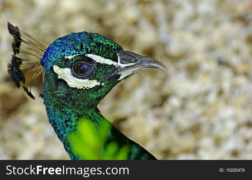 A peacock photographed in closeup. West Africa. A peacock photographed in closeup. West Africa.