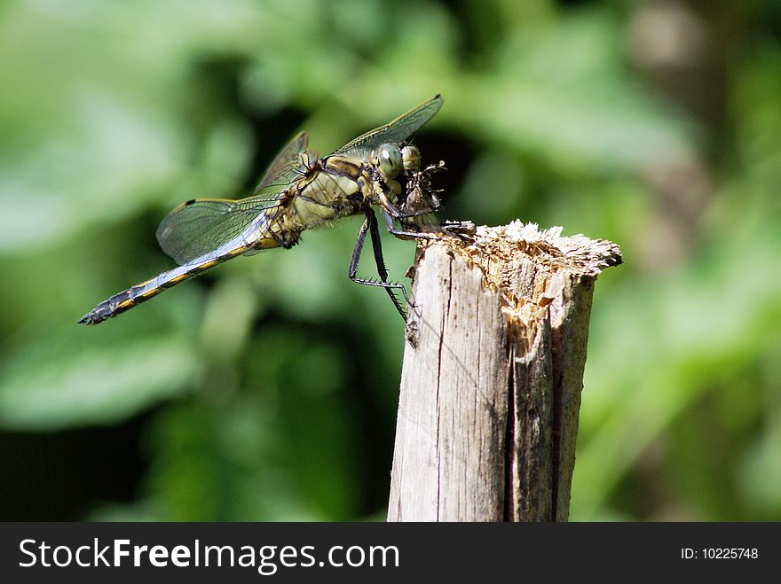 Closeup shot of a young black-lined skimmer eating a fly.