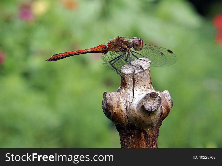 Closeup shot of a yellow-winged darter resting in the sun.