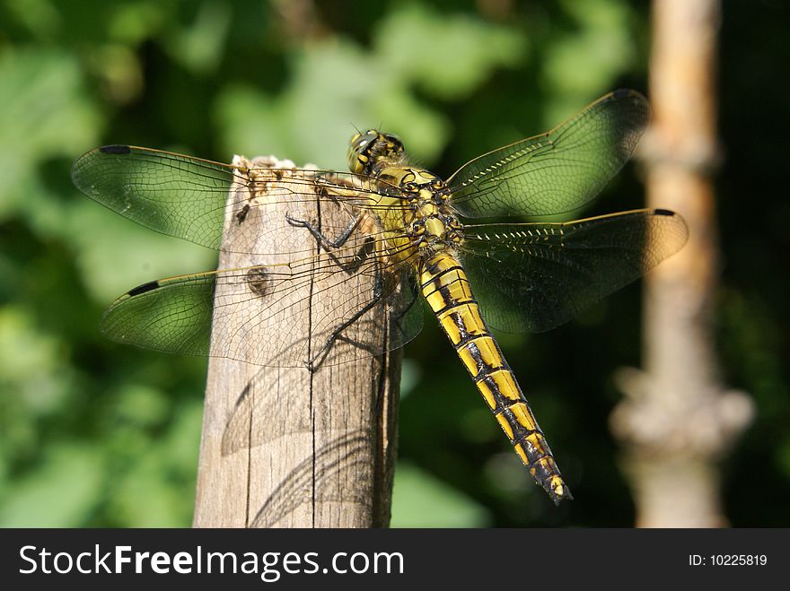 Closeup shot of a black-lined skimmer resting in the sun.