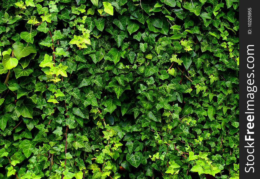 Wall of ivy by background e.g.