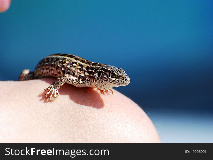 Lizard In The Shoulder(blue)