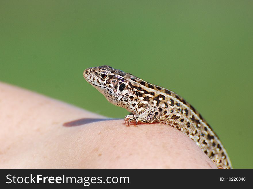 Beautiful lizard in the shoulder(green)