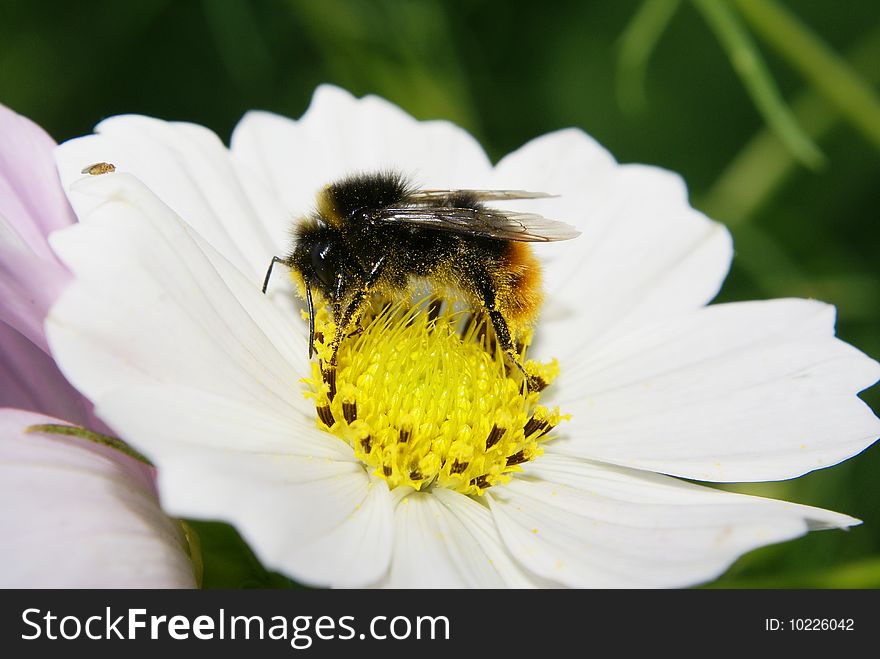 Closeup shot of a bumblebee on a cosmos flower.