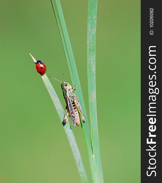 A great green bush-cricket and lady bag