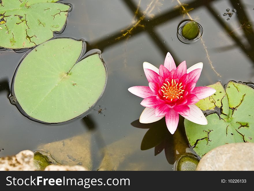 Water lily flower in a pond. Water lily flower in a pond