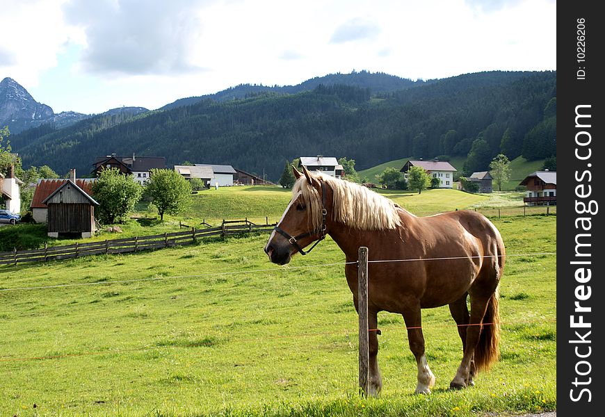 A horse walking on the green meadow in the farm of the village. A horse walking on the green meadow in the farm of the village.