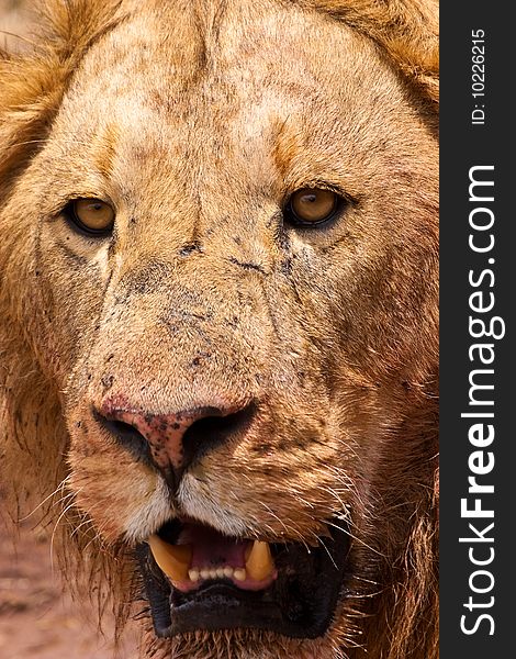 Male lion closeup of his big head. Male lion closeup of his big head