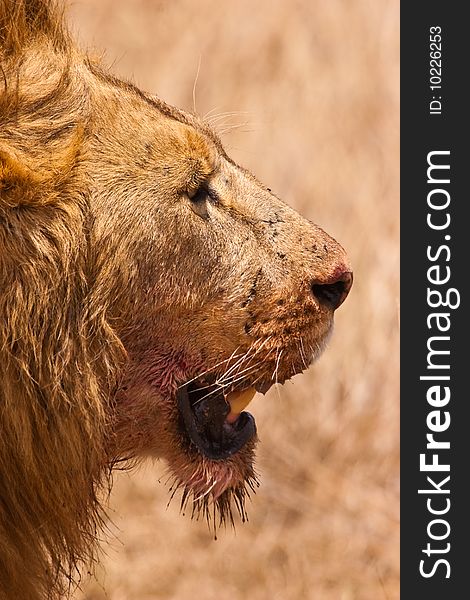 Male lion closeup of his big head. Male lion closeup of his big head