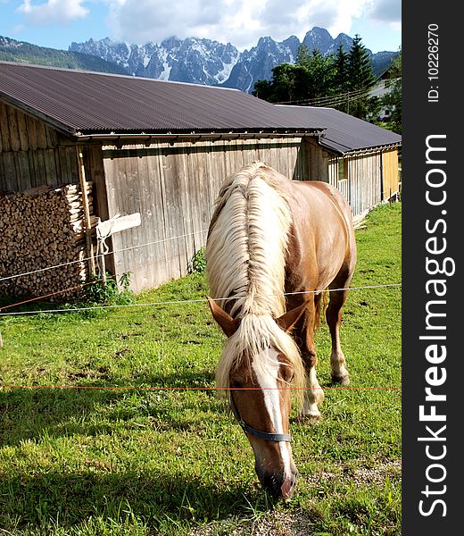 A horse grazes on the meadow under the sunshine, shoot in Gosau village , a beautiful village of Austria. A horse grazes on the meadow under the sunshine, shoot in Gosau village , a beautiful village of Austria.