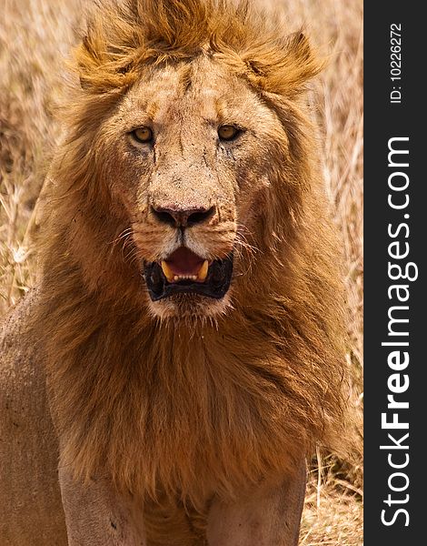 Male lion closeup of the head