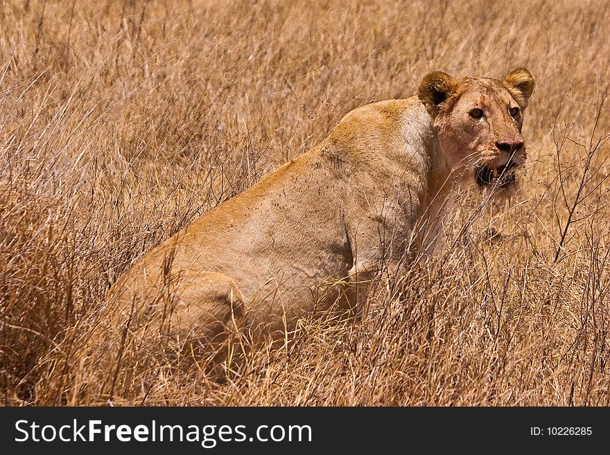 Female Lion Sitting In The Grass