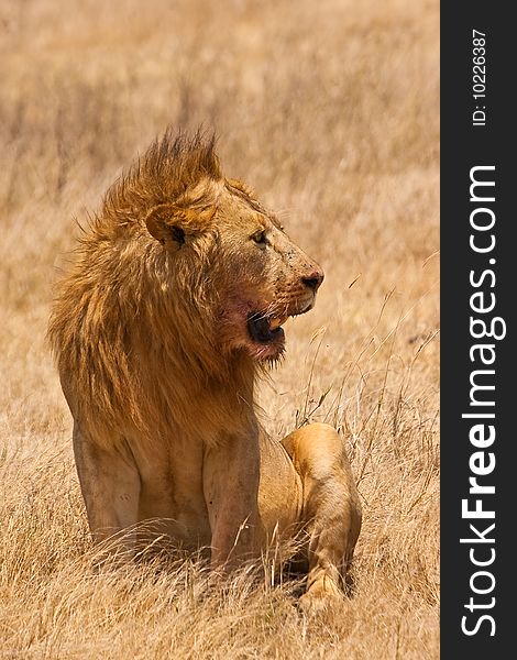 Male lion sitting in the dry yellow grass of the Ngoro Ngoro krater