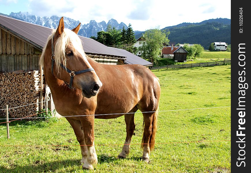 A horse walking on the meadow in a farm . Shoot in Gosau village , a beautiful village of Austria. A horse walking on the meadow in a farm . Shoot in Gosau village , a beautiful village of Austria.