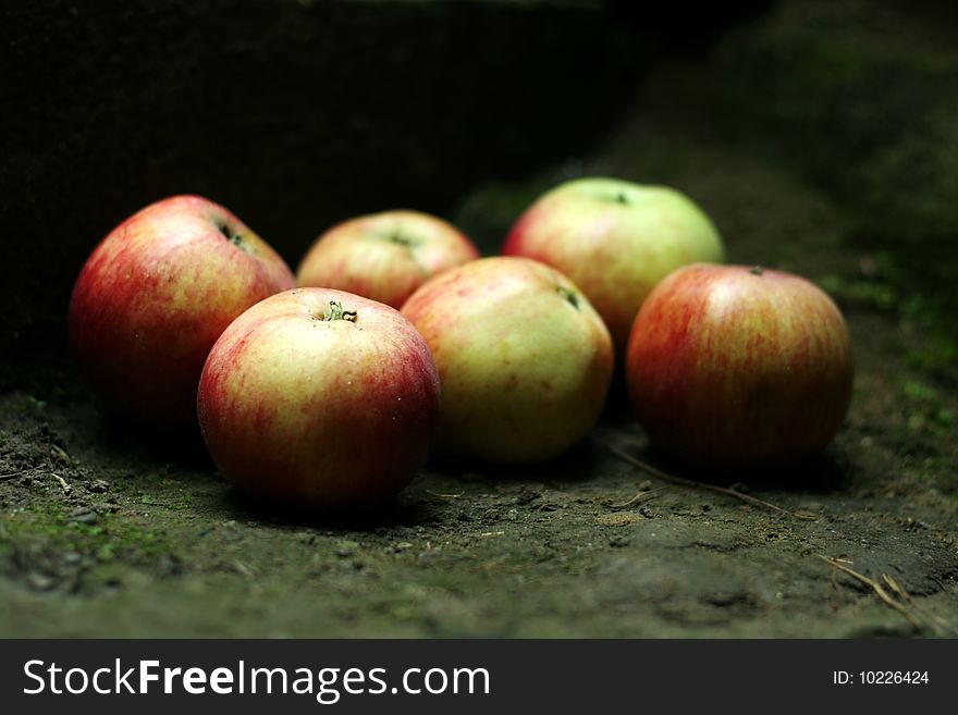 Fresh organic apples in cellar. Fresh organic apples in cellar