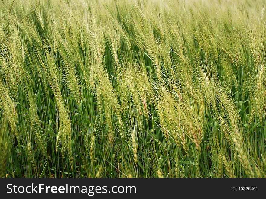 Wind in the green wheatfield at middle summer