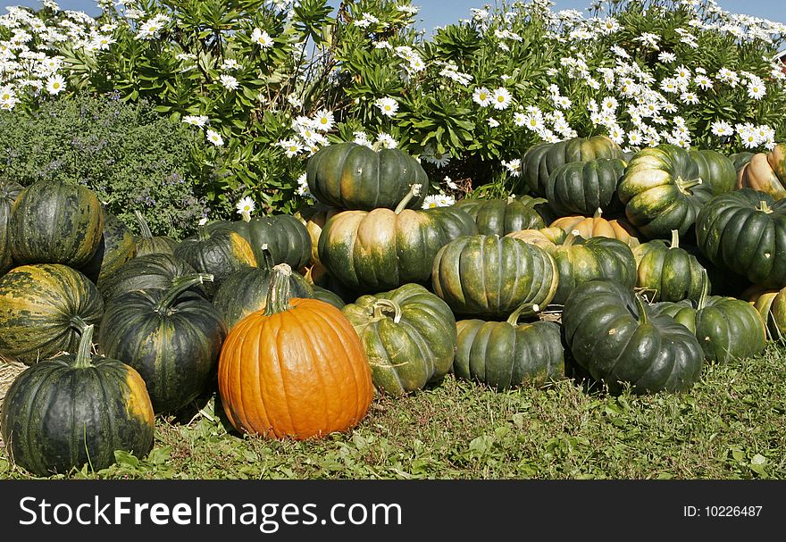 Pumpkins and squash freshly harvested from the fields. Pumpkins and squash freshly harvested from the fields