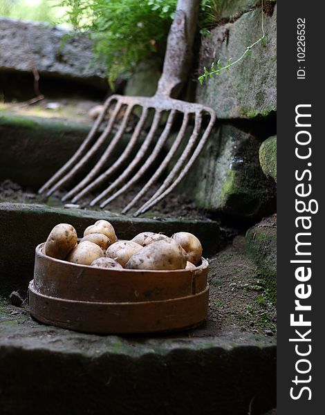 Bunch of potatoes on old cellar stairs