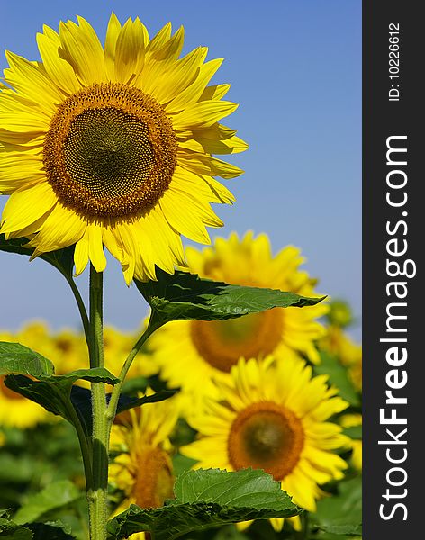 Field of flowers of sunflowers