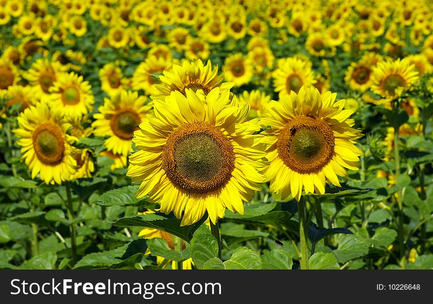 Field of flowers of sunflowers