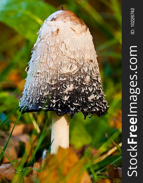 Fungi, mushrooms in a forest in autumn