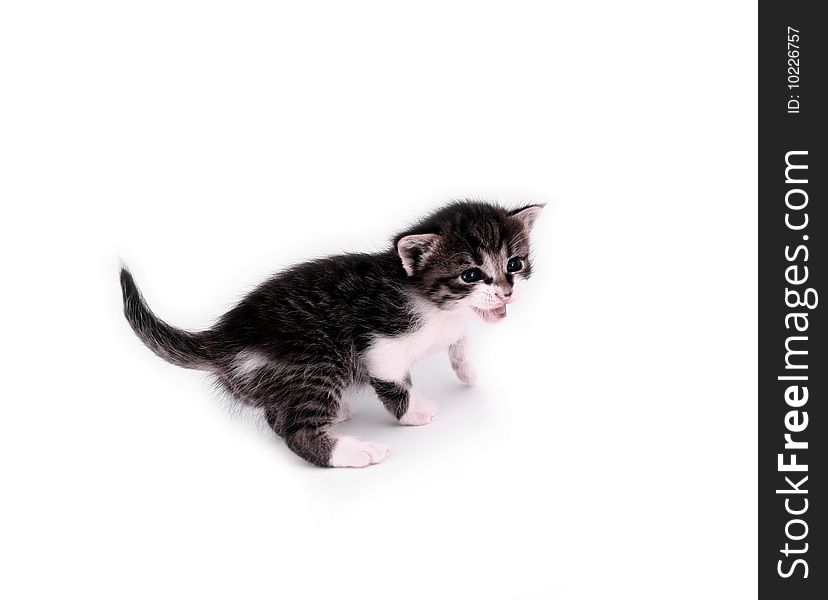Small cat isolated on white background. Small cat isolated on white background