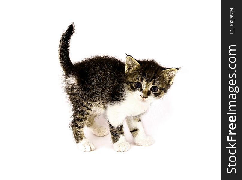 Small cat isolated on white background. Small cat isolated on white background
